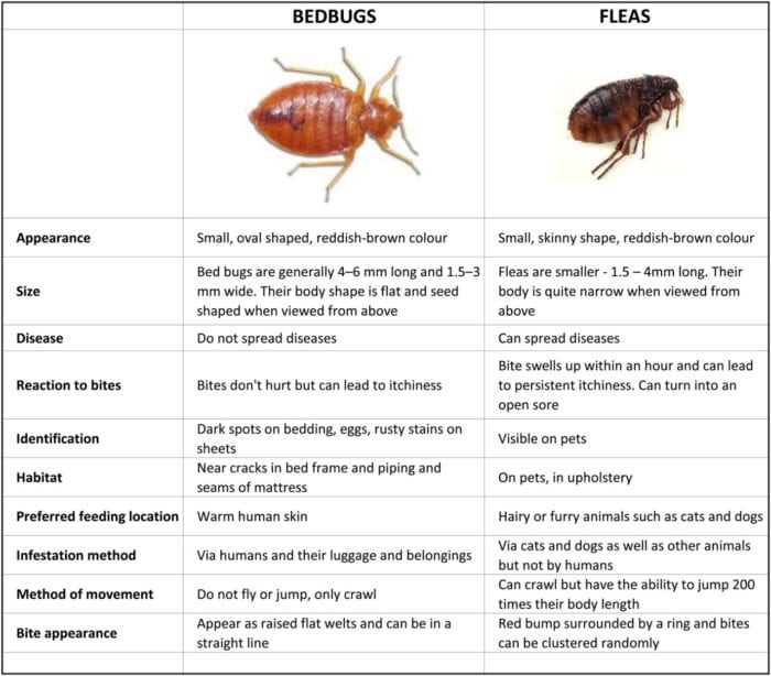 Fleas Pest Control Tahmoor Pest Control Flea Management