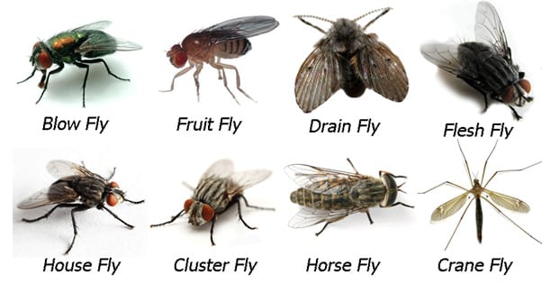 just a fly fly control